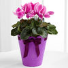 Flowering Fun Birthday Cyclamen Plant