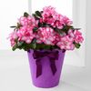 Flowering Fun Birthday Azalea Plant