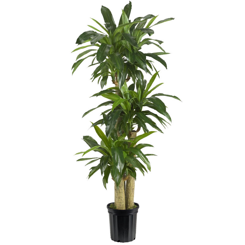 Dracaena Elegance a3085 | Flower Delivery | Flower Shop