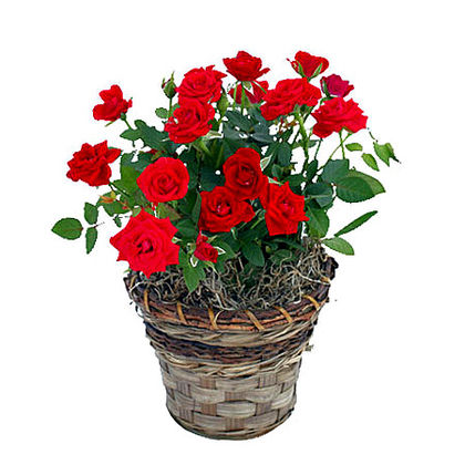 Romantic Red Mini Roses Plant a3280 | Flower Delivery | Flower Shop