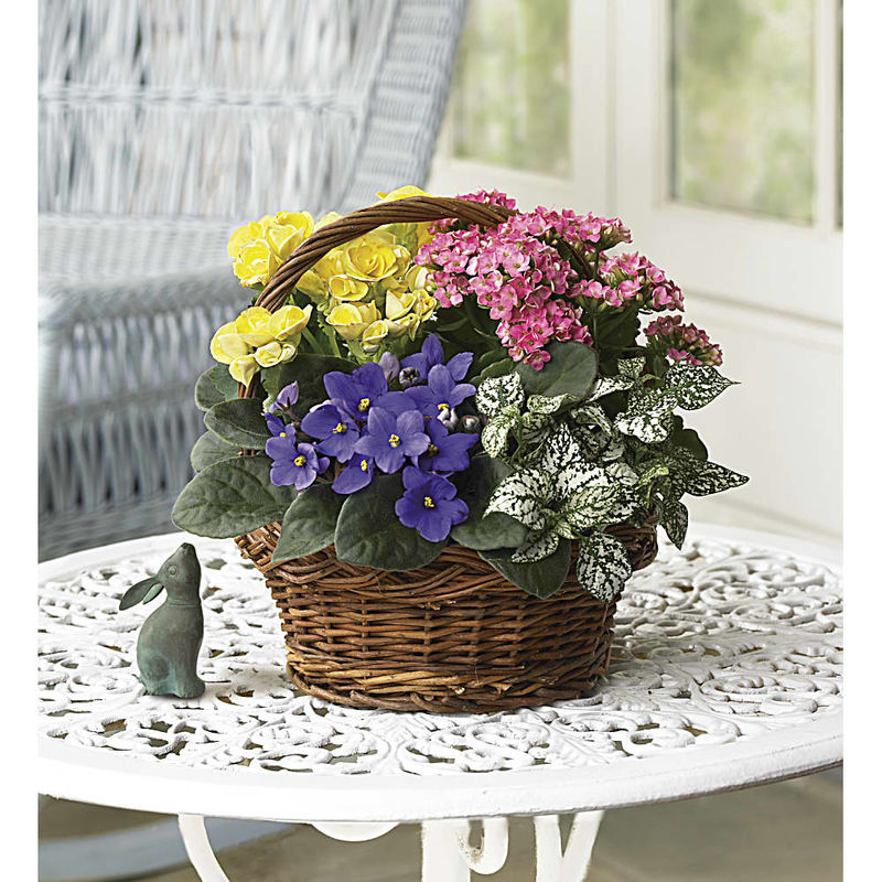 Spring Has Sprung Mixed Basket a3616 | Online Plant Shop