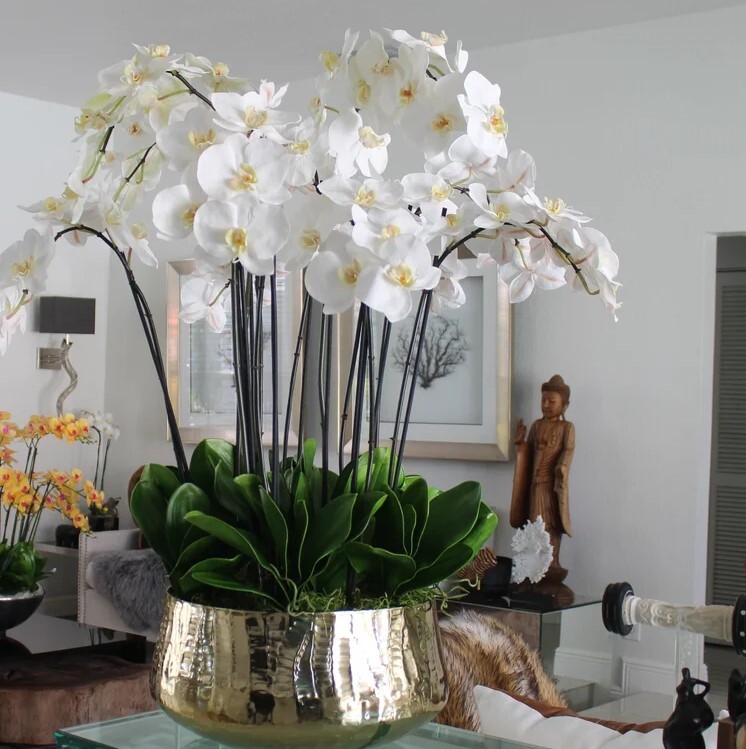 Glorious Phalaenopsis Orchid Centerpiece a8011 | Online Plant Shop