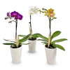 3 Orchid Plants